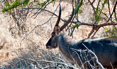 En vattenbock skymtar bakom buskarna, Meru National Park