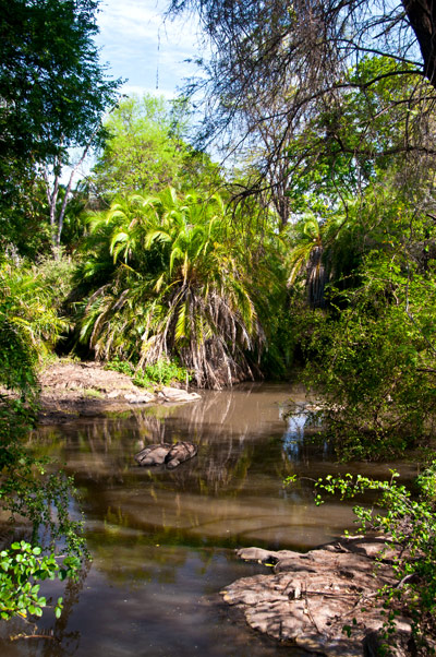 Grönska som vackert ramar in ett vattendrag, Meru National Park