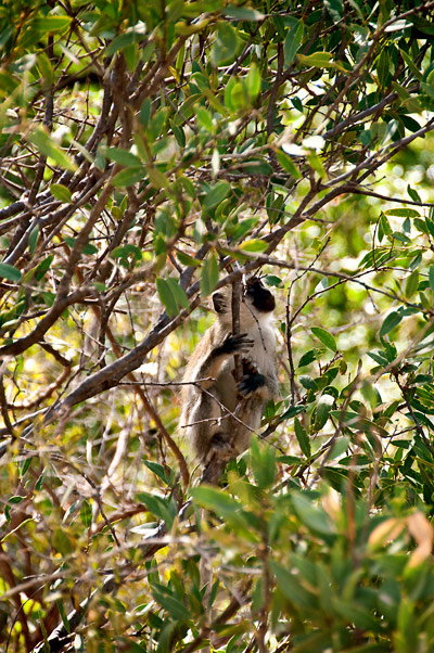 En markatta kikar fram mellan grenarna, Meru National Park
