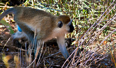 En markatta smyger fram på marken, Meru National Park