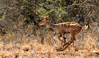 En bongo antilop springer snabbt genom naturen, Meru National Park