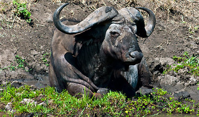 En buffel slappar i leran, Meru National Park