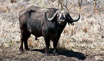 En buffel backar inte, kom igen bara... i Meru National Park