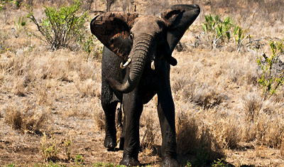 Elefanten vitade med hela kroppen och visade att vi störde den, Meru National Park