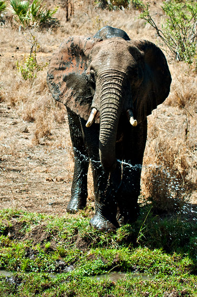 Elefanten sänkte snabeln ner i vattnet och drack, Meru National Park