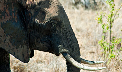 Närbild på elefanten i profil, Meru National Park