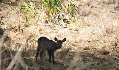 En liten vattenbocks barn, Meru National Park