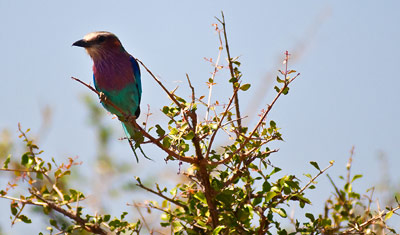 Fågel i alla regnbågens färger, Meru National Park