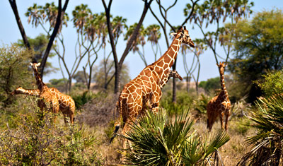 En giraff med sällskap i Meru National Park