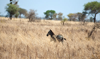 En Zebra springer genom landskapet, Meru National Park Kenya