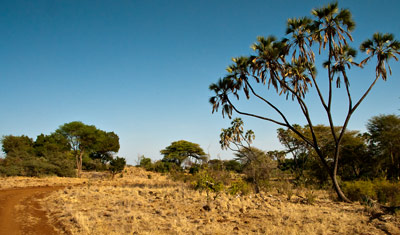 Vackra vyer på safari i Meru National Park, Kenya