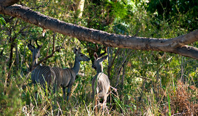 Bongo antiloper i Meru National Park