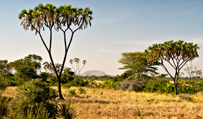 Safari landskap i Meru National Park