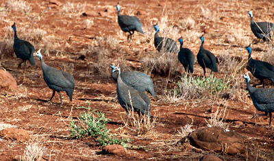 Vilda höns i Meru National Park
