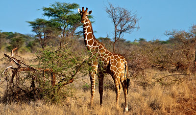 Hej på dig giraff, Meru National Park