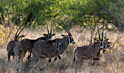 Oryx antiloper i Meru National Park