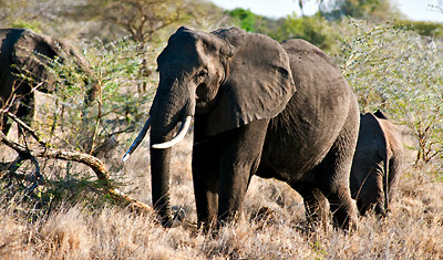 Elefanter i Meru National Park
