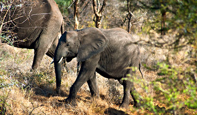 Ett elefant barn på väg över vägen, Meru National Park