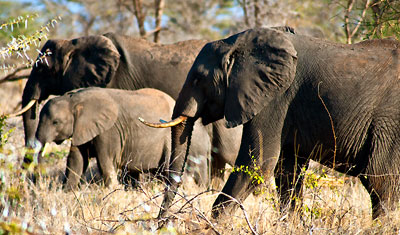 En stor familj av elefanter går sakta genom Meru National Park