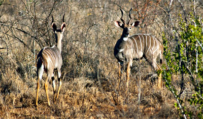 Vuxna Bongo hannar med vackra horn, Meru National Park Kenya