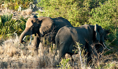 Elefanterna äter i en dalgång, Meru National Park