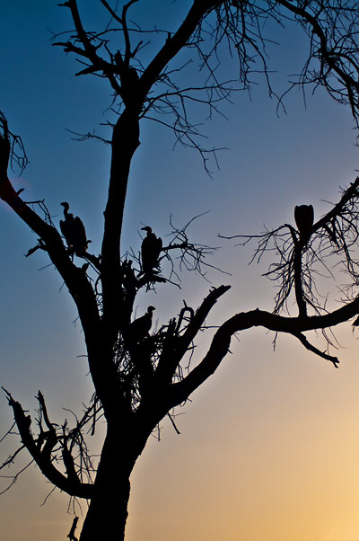 Gamar i solnedgång, Meru National Park