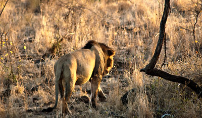 Det största lejonet bevakade omgivningen, Meru National Park