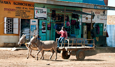 En ung pojke kör en vagn som drivs av två åsnor, Kenya