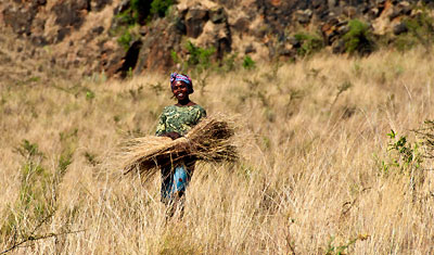 En kvinna skördar på kullarna vid Menengai, Kenya