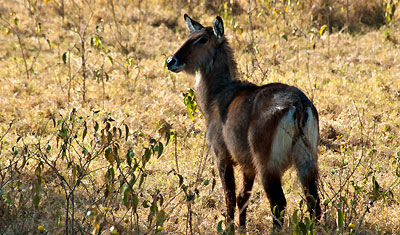 En vattenbock i Lake Nakuru, Kenya
