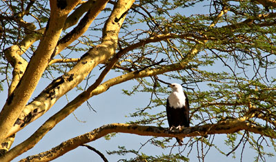 En vithövdad havsörn i Lake Nakuru, Kenya
