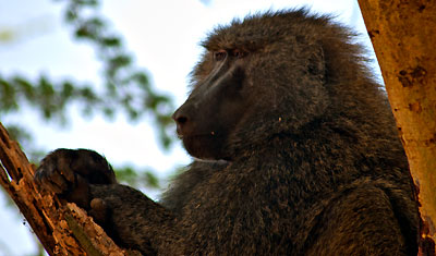 En babian kollar omgivningarna från sin plats uppe i trädet, Lake Nakuru Kenya