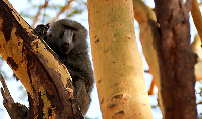 Babianen kollar in oss, Lake Nakuru Kenya