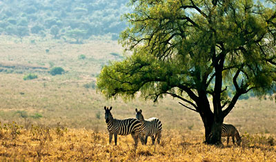 Två zebror tar skydd från solen under ett träd, Lake Nakuru Kenya