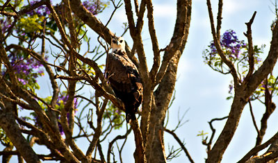 En uggla på en gren i Lake Nakuru, Kenya