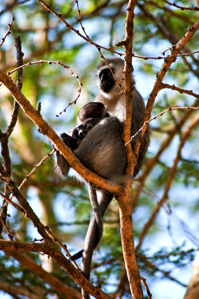 En grön markatta med sitt barn i famnen, Lake Nakuru Kenya