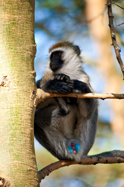 En grön markatta kollar ut över sina domäner, Lake Nakuru Kenya