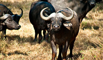 Afrikansk buffel utmanar oss, Lake Nakuru, Kenya
