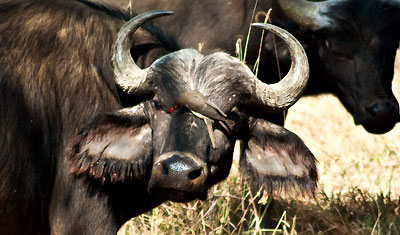 En fågel har satt sig på buffelns nos, Lake Nakuru Kenya