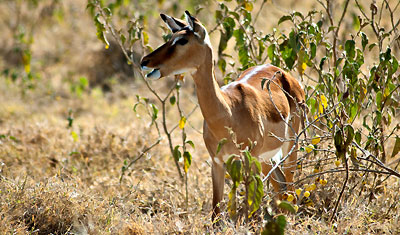 En vacker Grants Gasell i Lake Nakuru, Kenya