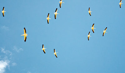 Vita pelikaner flyger över våra huvuden, Lake Nakuru, Kenya