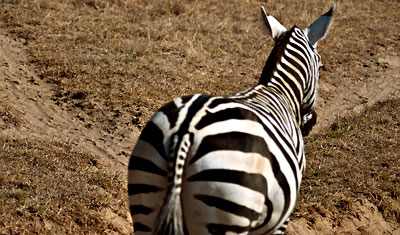Det välbekanta mönstret från en Zebra sett bakifrån, Lake Nakuru, Kenya