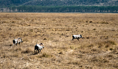 En liten familj vårtsvin springer undan från bilen, Lake Nakuru, Kenya