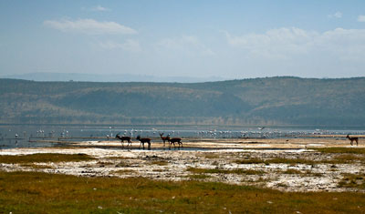 En liten grupp impalas är nere och dricker i Lake Nakuru, Kenya