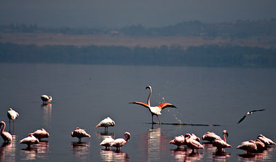 En flamingo breder ut sina vingar, Lake Nakuru Kenya