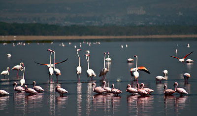 Rosa flamingos med långa halsar i Lake Nakuru, Kenya