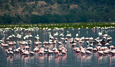 Mängder av flamingos flockas vid stranden i södra änden av Lake Nakuru, Kenya
