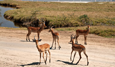 En liten flock Impala antiloper på väg från sjön, Lake Nakuru Kenya