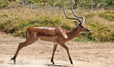 En Impala springer bort från vårt forodon, Lake Nakuru, Kenya
