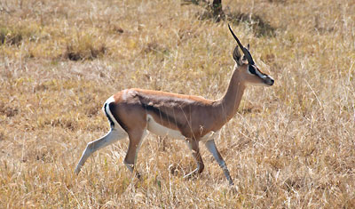 En Grants gasell i gräset vid Lake Nakuru, Kenya
